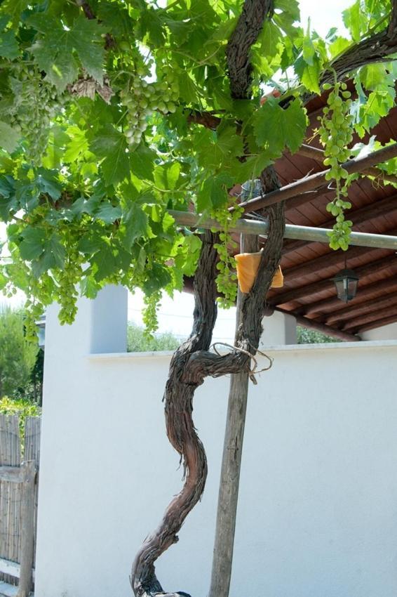 Residence Le Vigne Forio  Exterior photo